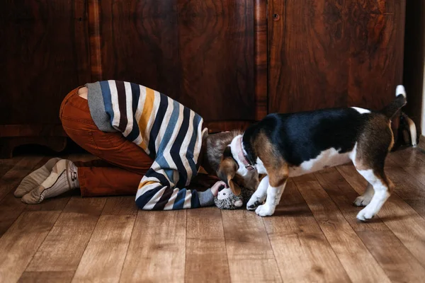 Gry do zabawy ze szczeniakami beagle. Jak zabawiać szczeniaka i dorosłego Beagle w pomieszczeniach, Zabawne sposoby na ćwiczenia Beagle. Cute little szczeniak Beagle i chłopiec bawiący się na podłodze w domu — Zdjęcie stockowe