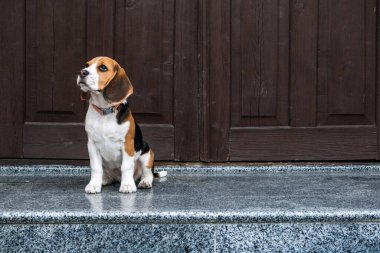 Beagle Kişiliği, mizacı. Beagle Puppy evde. Küçük Beagle yeni evinin yakınında bir köpek yetiştiriyor.