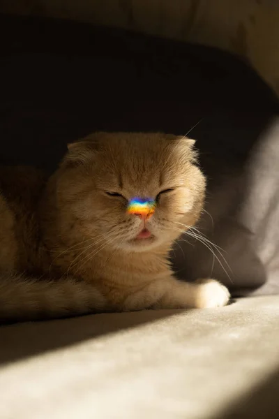 Trots maand, lgbt regenboog symbool concept. Schotse vouw kat met een kleurrijke regenboog lgbt kleuren hart schitteren op de neus in zonlicht. Schotse vouw kat met regenboog hart symbool op de neus — Stockfoto