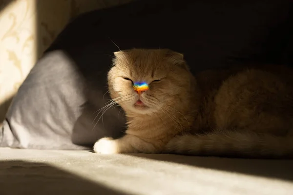 Mes del orgullo, concepto de símbolo del arco iris lgbt. Pliegue escocés gato con un colorido arco iris lgbt colores corazón deslumbramiento en la nariz en la luz del sol. Gato escocés plegable con símbolo del corazón del arco iris en nariz —  Fotos de Stock