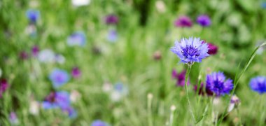 Yazın Cornflower Centaurea Cyanus Blue çiçek web pankartı. Rengarenk çiçek açan. Çiçek tarlası, mısır tarlası makrosu