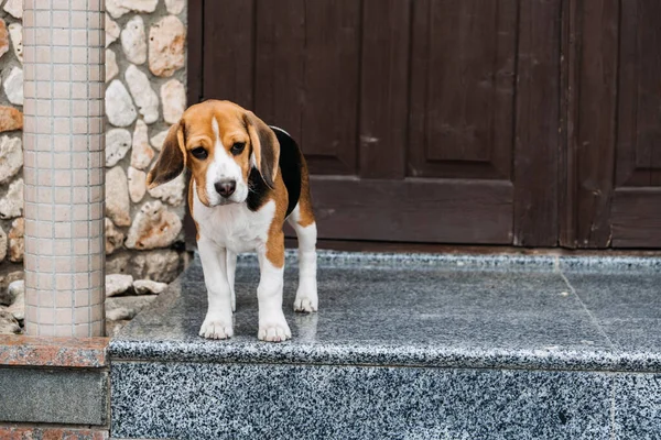 Osobowość beagle 'a, temperament. Beagle szczeniak w domu. Mały pies rasy Beagle w pobliżu drzwi jego nowy dom — Zdjęcie stockowe