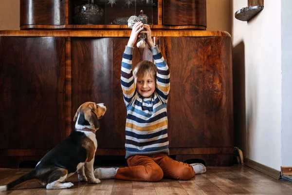 Gry do zabawy ze szczeniakami beagle. Jak zabawiać szczeniaka i dorosłego Beagle w pomieszczeniach, Zabawne sposoby na ćwiczenia Beagle. Cute little szczeniak Beagle i chłopiec bawiący się na podłodze w domu — Zdjęcie stockowe