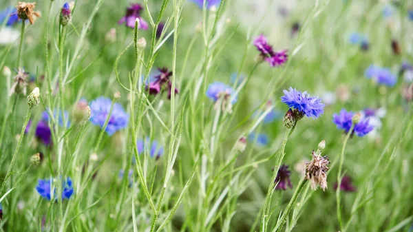 Lato Kwiat Kukurydzy Centaurea Cyanus Niebieski kwiat web banner. Kwitnące kolorowe kwiaty kukurydzy. Polana kukurydzianych kwiatów, makro kukurydziane pole — Zdjęcie stockowe
