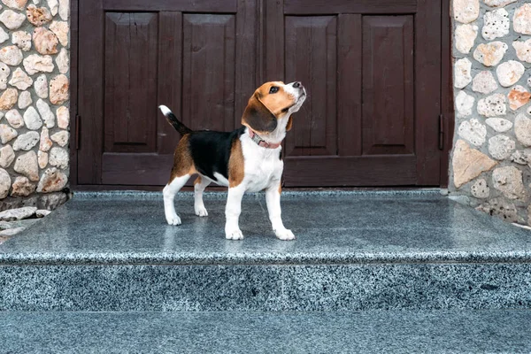 Beagle Personality, temperament. Beagle Puppy at home. Little Beagle breed dog near door his new house.