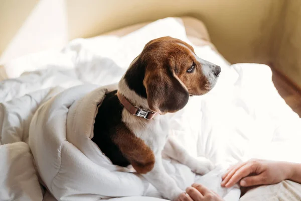 Beagles szczeniak Śpij w białym łóżku właścicieli. Słodki szczeniaczek Beagle leżący na łóżku w kocu. Łóżka dla psów dla beagli — Zdjęcie stockowe