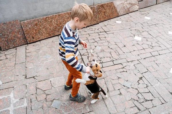 Zajęcia na świeżym powietrzu dla beagli. Gry do zabawy ze szczeniakami beagle. Jak zabawiać szczeniaka i dorosłego Beagle. słodkie mały szczeniak Beagle i chłopiec gra na podwórku — Zdjęcie stockowe