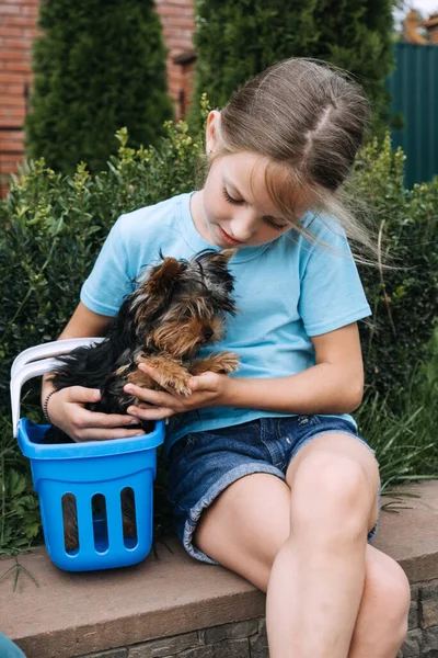 Outdoor portret słodkie Yorkshire terrier szczeniak w koszyku i nastolatek dziewczyna. Mała dziewczynka trzymająca psa rasy Yorkshire Terrier. Młoda dziewczyna grać z Yorkshire terrier szczeniak zewnątrz — Zdjęcie stockowe