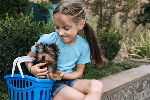 Outdoor portret słodkie Yorkshire terrier szczeniak w koszyku i nastolatek dziewczyna. Mała dziewczynka trzymająca psa rasy Yorkshire Terrier. Młoda dziewczyna grać z Yorkshire terrier szczeniak zewnątrz — Zdjęcie stockowe