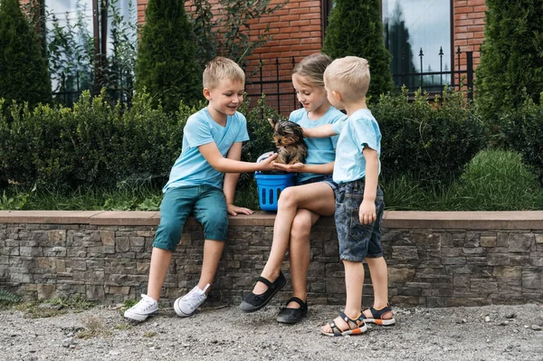 Welpen und Kinder, Introducing Welpen und Kinder. Yorkshire Terrier Welpe und drei Kinder spielen zusammen im Freien — Stockfoto