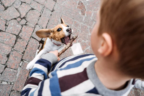 Outdoor-Aktivitäten für Beagles. Spiele zum Spielen mit Beagle-Welpen. Wie man Welpen und erwachsene Beagle unterhält. Niedliche kleine Beagle Welpen und Junge spielen auf Hinterhof — Stockfoto