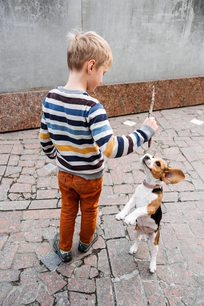 Zajęcia na świeżym powietrzu dla beagli. Gry do zabawy ze szczeniakami beagle. Jak zabawiać szczeniaka i dorosłego Beagle. słodkie mały szczeniak Beagle i chłopiec gra na podwórku — Zdjęcie stockowe