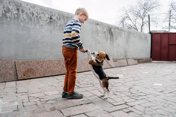 Udendørs aktiviteter for Beagles. Spil at lege med beagle hvalpe. Hvordan man underholder hvalp og voksen Beagle. Sød lille Beagle hvalp og dreng leger på baghaven - Stock-foto