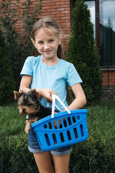 Outdoor portret słodkie Yorkshire terrier szczeniak w koszyku i nastolatek dziewczyna. Mała dziewczynka trzymająca psa rasy Yorkshire Terrier. Młoda dziewczyna grać z Yorkshire terrier szczeniak zewnątrz — Zdjęcie stockowe