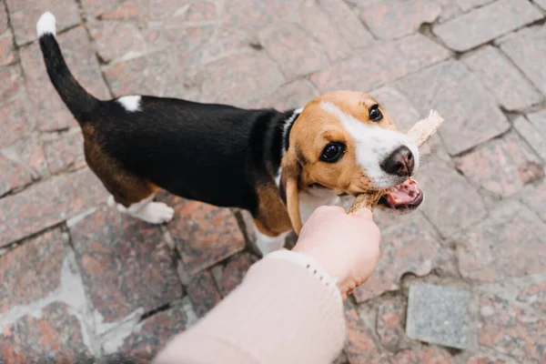 Outdoor-Aktivitäten für Hundewelpen Beagles. Spiele zum Spielen mit Welpen. Wie man Welpen und erwachsene Beagle unterhält. Niedliche kleine Beagle Welpen und Junge spielen auf Hinterhof — Stockfoto