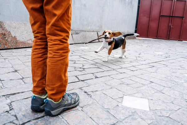 Outdoor-Aktivitäten für Hundewelpen Beagles. Spiele zum Spielen mit Welpen. Wie man Welpen und erwachsene Beagle unterhält. Niedliche kleine Beagle Welpen und Junge spielen auf Hinterhof — Stockfoto