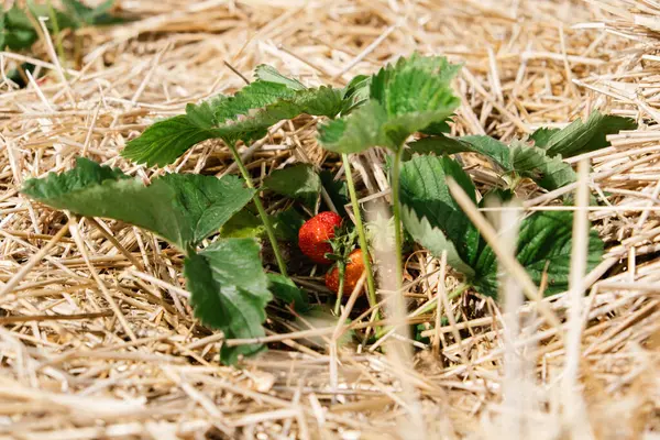 Növekvő eper, használja szalma, hogy megvédje a gyümölcsöt. Szalma epernövények körül eperültetvényen a farmon. Szüretelés szamócafarmon — Stock Fotó