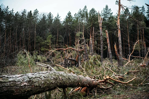 Uszkodzenie burzy tornada. Upadłe sosny w lesie po burzy. Nieprootowane drzewa spadły w lasach z powodu burzy wiatrowej — Zdjęcie stockowe