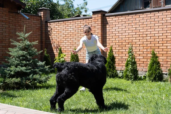 Młoda kobieta bawiąca się olbrzymim sznaucerem na podwórku. Właściciel trenuje swojego psa w letni dzień — Zdjęcie stockowe