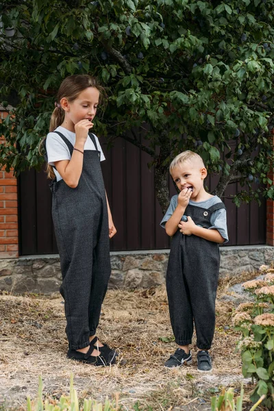 Kinder pflücken im Hinterhof Pflaumen. Mädchen und Jungen im Vorschulalter spielen im Obstgarten und essen frische Pflaumen. Kinder pflücken und essen Früchte bei der Ernte. — Stockfoto