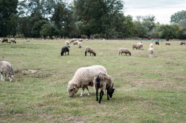Mixed sheep flock grazing freely in an open pasture surrounded by forest edge. Rotational grazing, soil regeneration, pasture health, livestock sustainability. High quality photo