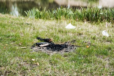 Çimenli nehir kenarına yanmış odun ve saçılmış çöp yığını. İz bırakma, kamp ateşi emniyeti, açık hava ahlakı, doğa koruma. Yüksek kalite fotoğraf
