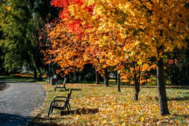 Altın akçaağaç ağaçları, sonbahar yapraklarının altında birden fazla bank bulunan sessiz bir park sahnesini çerçeveler. Yaşı kapsayan tasarım, açık havada oturma, sağlıklı ortamlar, kapsayıcı şehir planlaması. Yüksek kalite fotoğraf