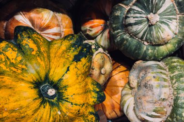 Zengin yeşil, sarı ve turuncu renkli, belirgin çıkıntıları ve dokuları olan aile yadigarı balkabakları. Biyolojik çeşitlilik, doğal kusurlar, yenilebilir estetik, organik sebze tasarımı. Yüksek kalite