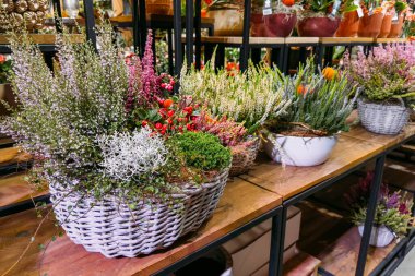Hasır sepetlerde el yapımı çiçek aranjmanları. Ahşap raflarda çalılar, böğürtlenler ve yapraklar var. Yerel işçilik ve yavaş yaşam değerleri, dikkatli tüketim, sanatsal dokunuş