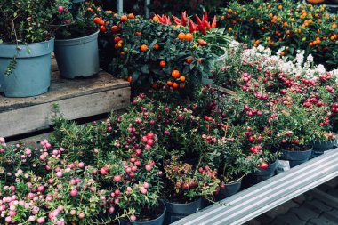 Açık havada satılmak üzere saksılara yerleştirilmiş çeşit çeşit biber ve böğürtlen. Yenilebilir dekorasyon, şehir bahçesi, renkli ürün sergisi, mevsimlik bitki tasarımı. Yüksek kalite fotoğraf