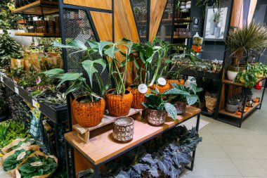 Modern bir bahçe merkezinde dokulu turuncu seramik saksılara yerleştirilmiş yeşil saksı bitkileri. Kapalı alanda yeşillik, dekoratif konteynır, mevsimlik perakende tasarımı, balkabağı temalı dekor