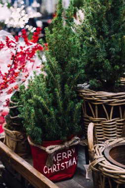 Kırsal dokuma ve ahşap bir masada sergilenen kumaş kaplarda çeşitli küçük saksıda Noel ağaçları. Doğal tatil stili, çevre bilinci olan dekor, kırsal konteynır tasarımı, sürdürülebilir kutlama.