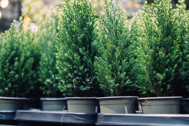 Bir seradaki metal tepsilerde dizilmiş küçük saksıdaki yeşil ağaçların yakın çekimi. Minyatür Noel ağaçları, sürdürülebilir dekor, yaşayan tatil bitkileri, yeşil yaşam tarzı seçenekleri.