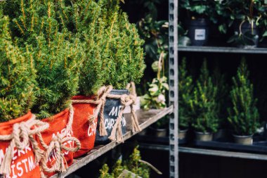 Bebek odası raflarında sergilenen şenlik kumaşlarına sarılı küçük saksı Noel ağaçları. Çevreye duyarlı tatil perakendecisi, sürdürülebilir dekor, yeniden kullanılabilir hediye, yeşil tüketici yaşam tarzı.