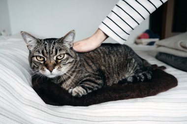 Çizgili kedi yün hasırın üzerinde dinlenirken, sahibi nazikçe sırtını okşar. Kedi zenginleştirme, sorumlu hayvan bakımı, ev kedisi, kedi bakımı.