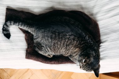 Tekir kedi yatakta kahverengi keçeli hasırın üzerinde dinlenirken, insan nazikçe sırtını okşar. Evcil hayvanlarla yavaş yaşam, pozitif destek, duyusal bağlantı, sakinleşme anı