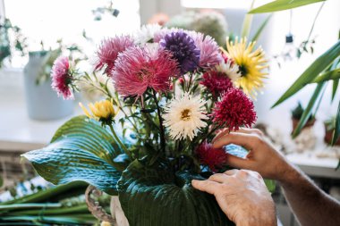 Renkli asterlerin ve büyük yeşil hosta yapraklarının bulunduğu taştan vazodaki çiçek aranjmanlarını tutan eller. Çiçek tasarım sınıfı, DIY çiçek düzenleme, çiçekçilik atölyesi