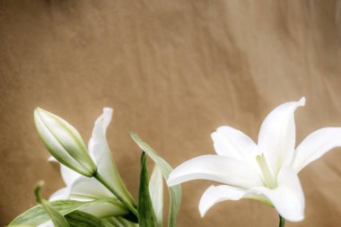 Büyük beyaz zambak çiçekleri parlak arka planda belirgin erkek organlarıyla çiçek açarlar. Temiz güzellik damgası, minimalist görsel kimlik, beyaz uzay tasarımı, organik lüks