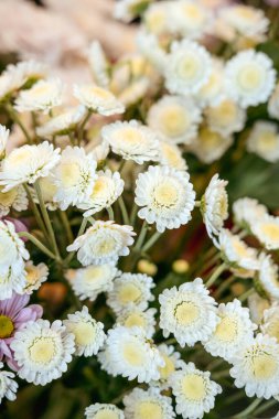 Açık bahçede beyaz düğmeli kasımpatı çiçekleri açar. Bitki çeşitliliği, bitkisel sağlık, bahçecilik terapisi.