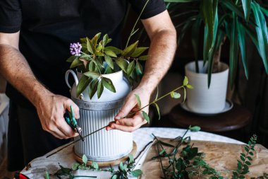 Eller, çiçeklerle dolu beyaz flütlü metal sürahinin üzerindeki uzun yapraklı dalları kesmek için yeşil makası kullanır. Biyofilik iyileşme, kentsel vaha, evdeki zihinsel sağlık, bitki temelli iç mekan.