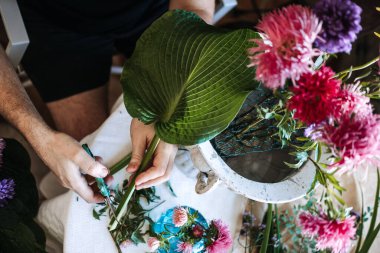 Büyük yeşil hortum yaprağı ve renkli asterlerle eller. duyusal bitki terapisi, dokunsal çiçek bahçesi, kadife yaprak bitkileri, duyusal botanik köşesi..