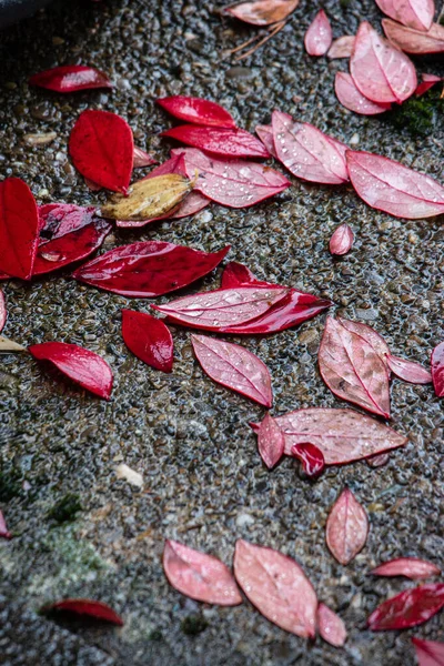 Folhas Vermelhas Outonais Chão Perto Vaso Planta Jardim Tiro — Fotografia de Stock