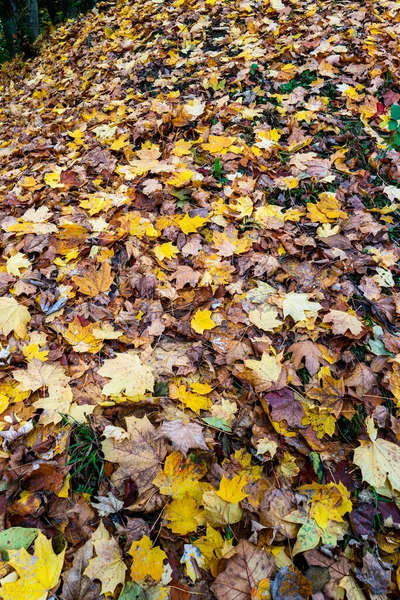Folhagem Outono Folhas Árvores Coloridas Diferentes Chão Parque — Fotografia de Stock