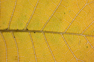 Damarları makro olan kuru sonbahar yaprağı üst görünümü kapat.