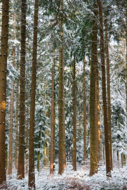 Karlı orman harikalar diyarı akşam güneşinin geniş açılı görüntüsüyle.