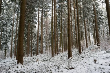 Karlı orman harikalar diyarı karla kaplı bitki örtüsü geniş açı düşük perspektif.