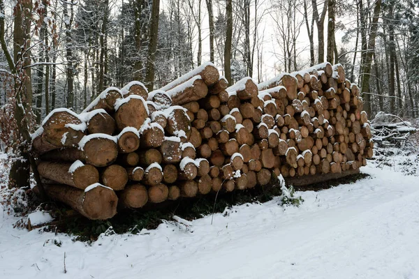 Corte Troncos Árboles Apilados Marcados Cubiertos Nieve Sendero Forestal Suiza — Foto de Stock