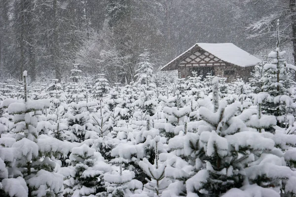 Sneeuwval Kerstboomkwekerij Met Kleine Hut Achtergrond Verse Sneeuw Dennentakken — Stockfoto