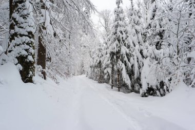 İsviçre 'de rekor sayıda kar yağışı ardından kış harikalar diyarı sahnesi.