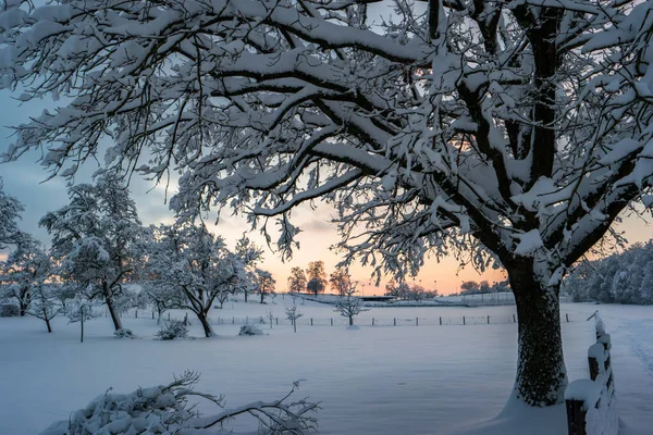 Winter Wonderland Forest Scene Record High Heavy Snowfall Switzerland Dramatic — Stock Photo, Image